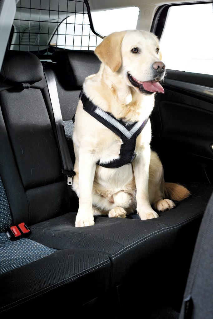 AllSafe Harness – MIMsafe